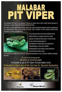 an advertisement for the malaysia pit viper