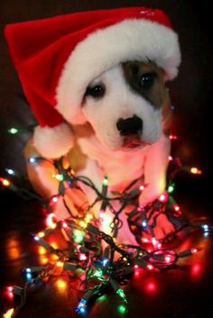 a small dog wearing a santa hat sitting on top of a pile of christmas lights