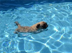 a dog swimming in a pool with clear blue water and sun reflecting off the surface