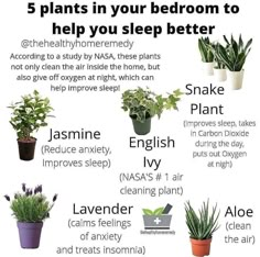 the five plants in your bedroom to help you sleep better