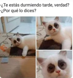 three different pictures of a cat laying on the floor with caption that reads,'te ests cumendo tarde, vera? por que los dices?