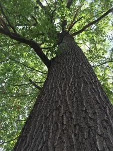 looking up at the top of a tall tree