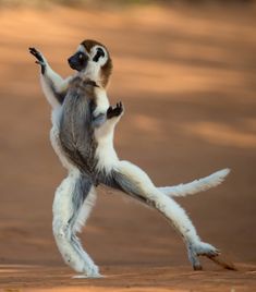 a brown and white monkey standing on its hind legs with it's arms in the air