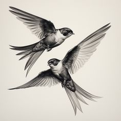 two black and white birds flying in the sky