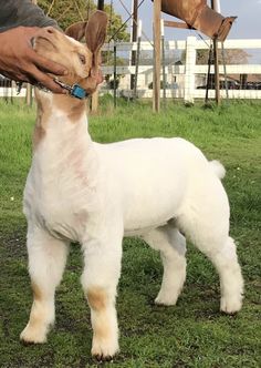 a small white dog standing on top of a lush green field