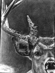 a drawing of a deer with antlers on it's head