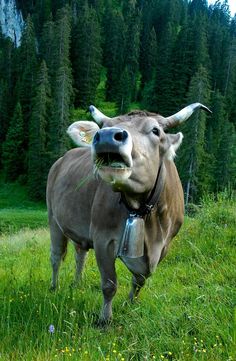 a cow standing on top of a lush green field next to a forest filled with trees