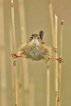 a small bird sitting on top of bamboo sticks