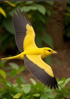 a yellow and black bird flying over green leaves