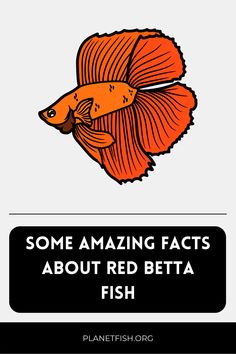 some amazing fact about red beta fish