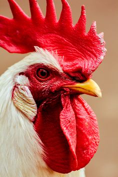 a close up of a rooster's head with a red comb and white crest