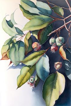 a painting of leaves and berries on a branch