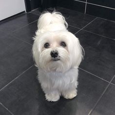 a small white dog sitting on top of a tiled floor