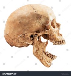 a human skull with the lower jaw removed from it's left side, viewed from above