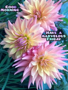 three pink and yellow flowers with the words good morning have a marvelous friday on it