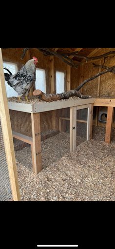 a chicken is standing on top of a coop