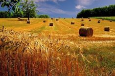 hay bales in a field on a sunny day