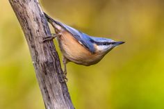 a blue and brown bird perched on top of a tree branch with its mouth open