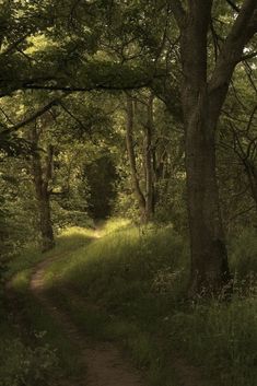 a dirt path in the middle of a forest