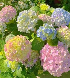 a bunch of flowers that are in some kind of potted planter on the ground