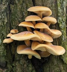 a group of mushrooms growing on the side of a tree