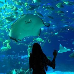 a woman standing in front of a large aquarium filled with fish