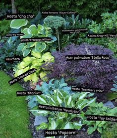 a garden with lots of different types of plants