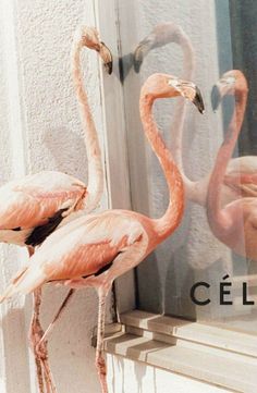 two pink flamingos standing in front of a window with the words celebra written on it