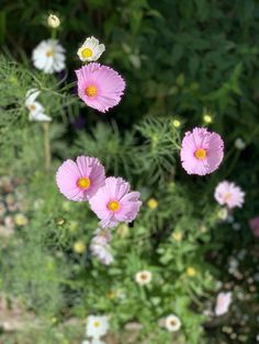 pink and white cosmos growing in containers Growing Cosmos, Cosmos Plant, Insecticidal Soap, Plant Guide, Powdery Mildew, Container Design, Neem Oil, Small Space Gardening, Companion Planting