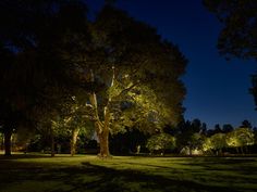 trees lit up at night in a park with grass and lights shining on the ground