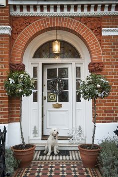 a dog sitting in front of a white door with potted plants on the steps