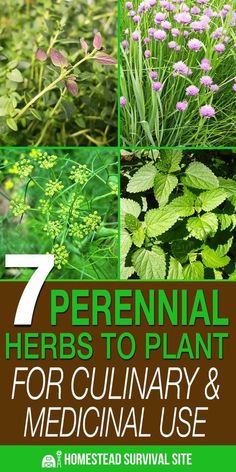 the cover of 7 perennial herbs to plant for culinary and medical use