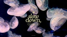 there are many jellyfish swimming in the water and one is saying slow down, you can't find them