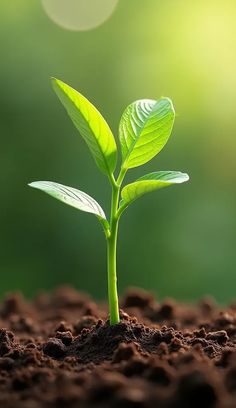 a small green plant sprouting from the ground with dirt and grass in the background