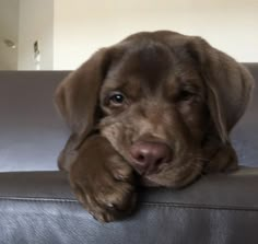 a brown dog laying on top of a leather couch