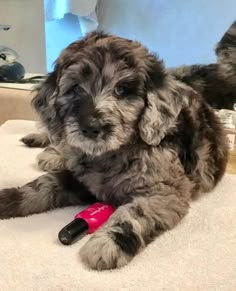 a small gray dog laying on top of a bed next to a hair dryer