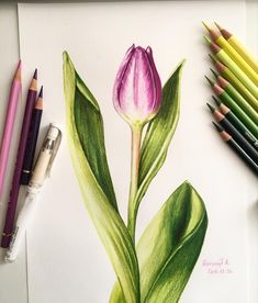 a drawing of a pink tulip with green leaves and crayons next to it