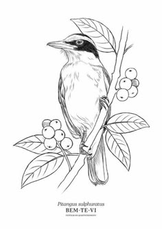 a black and white drawing of a bird on a branch with berries in the background