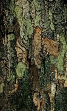 the bark of a tree with green moss on it