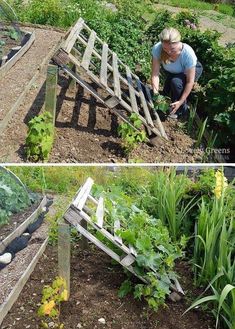 there are two pictures of the same person working in their garden, and one is tending to plants