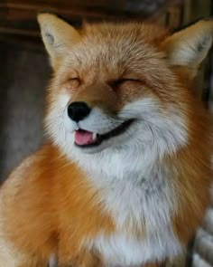 a close up of a fox with its eyes closed