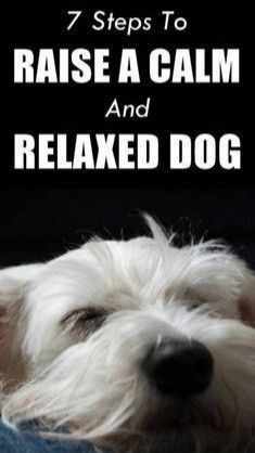 a white dog laying on top of a blue couch next to the words, 7 steps to raise a calm and relaxed dog