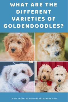 four different varieties of goldendoodles with the title what are the different varieties of goldendoodles?