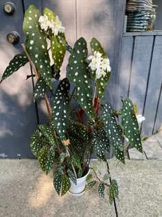 a potted plant with white flowers and green leaves on the ground next to a door