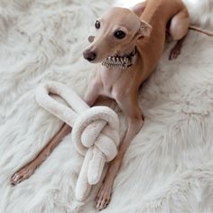 a small brown dog laying on top of a white fur covered floor next to a stuffed animal