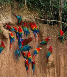 there are many colorful birds that are standing on the side of a wall together,