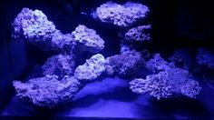 an aquarium filled with purple corals and rocks in the dark blue light at night