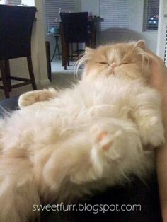 a fluffy white cat laying on top of someone's lap