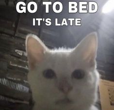 a white cat with the caption go to bed it's late