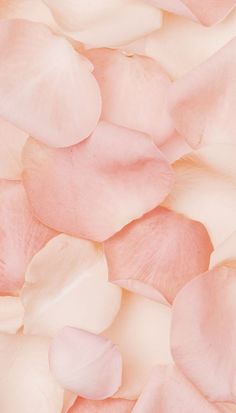 the petals of pink rose petals are arranged together